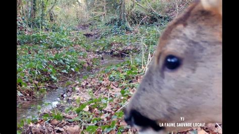 Chevreuils Renards Sangliers Tous Sur Le Secteur Vm Youtube