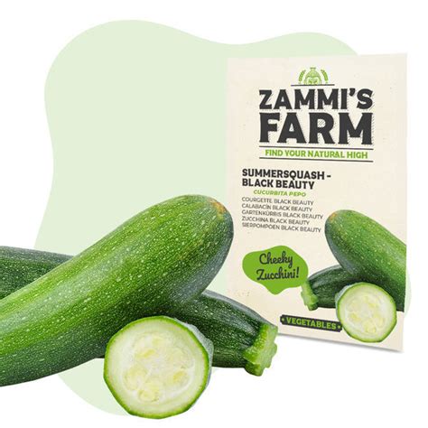 Zucchini Cucurbita Pepo Black Beauty Samen Zamnesia