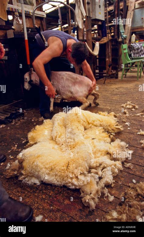 A Day In The Sheep Shearing Sheds In Australia What It S Off