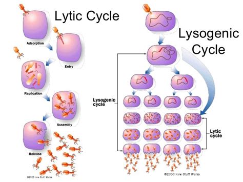 Lytic Cycle Vs Lysogenic Cycle Venn Diagram