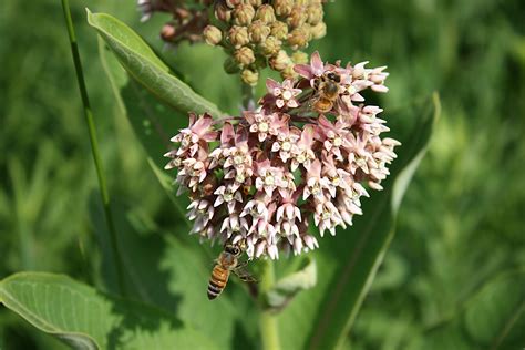 Milkweeds Flourish At River Bend Minnesota Prairie Roots