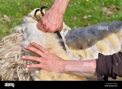 Man shearing a sheep hi-res stock photography and images - Alamy