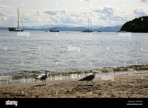 Birds And Boats In Distance At North Beach In Burlington Vt Stock