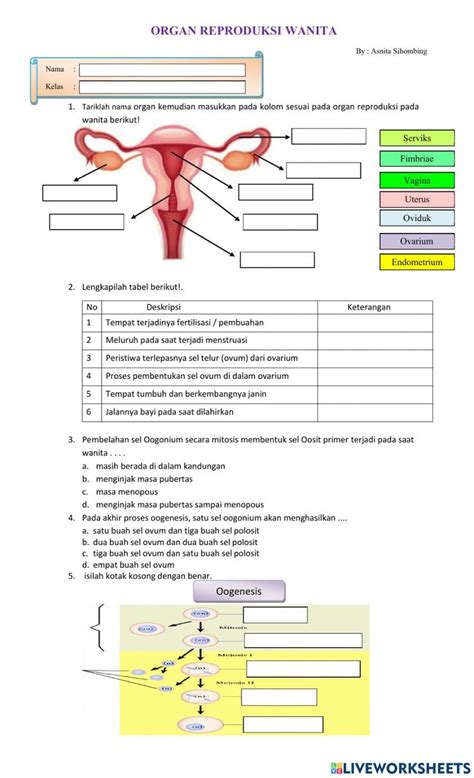 Actividad De Organ Reproduksi Wanita En Cuadernos Interactivos Hot