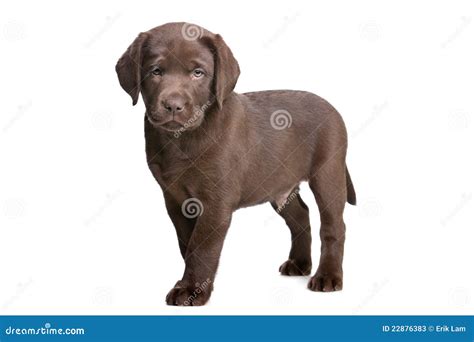 Chocolate Labrador puppy stock image. Image of shot, pedigree - 22876383