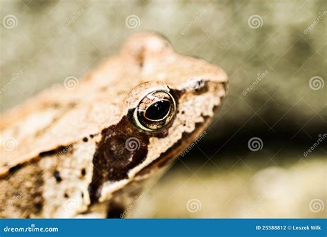 Eye of Sauron stock photo. Image of color, close, frog - 25388812