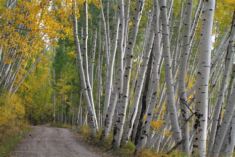 Aspen Trees Fall Colors Colorado Loose Metallic Finish - Etsy