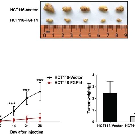 FGF14 Inhibited Tumorigenicity In Vivo A The Nude Mice Injected With