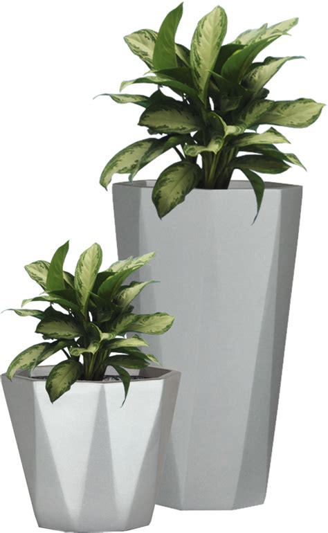 House Plants Png Plants Small Flower Pots Container Plants