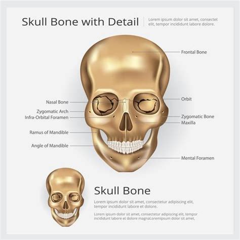 Human Bone Skull Anatomy Vector illustration 568939 Vector Art at Vecteezy