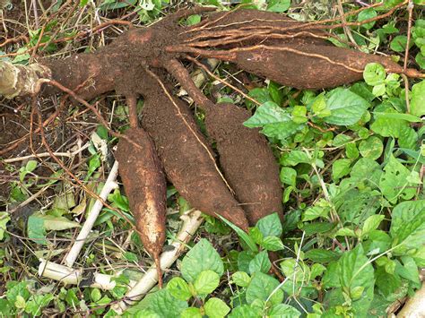 Health Benefits And Uses Of Cassava Root Herbal Academy