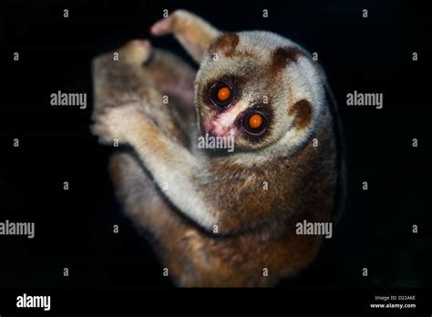 Bengal Slow Loris Nycticebus Bengalensis Thailand Endangered Species