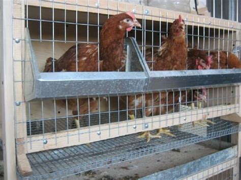 Содержание кур на балконе и лоджии в клетках. | Курятник, Куры ...