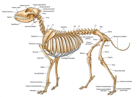 Blog de información Centro Canino Valmajano