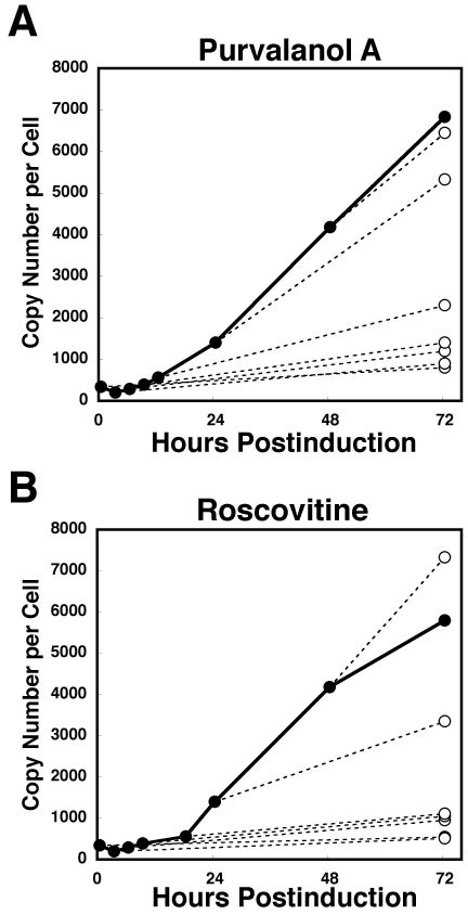 The Cdk Inhibitors Purvalanol A And Roscovitine Inhibit Ebv Lytic Download Scientific Diagram