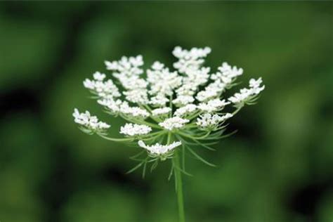 Laspirine naturelle comment remplacer laspirine chimique Santé