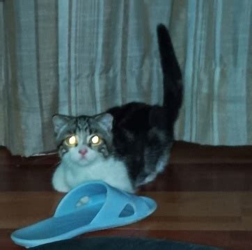 Шлепа | ВКонтакте