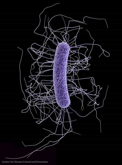 unveiling manitobas unofficial microbe winnipeg  press