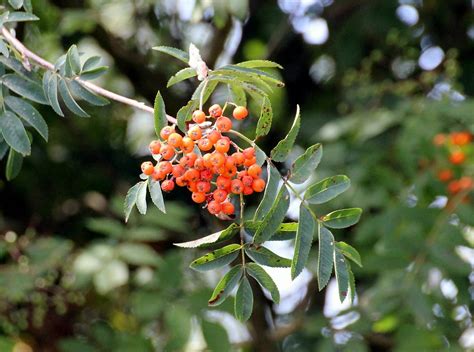 Firethorn,pyracantha,evergreen shrubs,rose family,rosaceae - free image from needpix.com