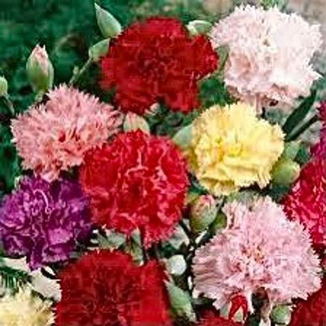 Carnation Seeds 40 Variety of Colors FREE SHIPPING USA - Etsy