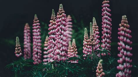 Wallpaper Pink Lupine Flowers Hazy Background X Uhd K Picture