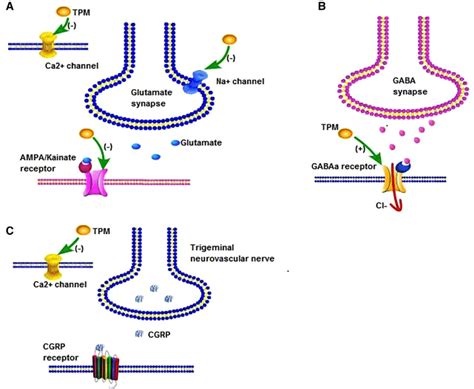 Proposed Mechanisms Of TPM On Migraine Prevention In The Preclinical