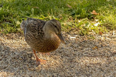 Canards Sauvages Canard Sauvagine Photo Gratuite Sur Pixabay Pixabay