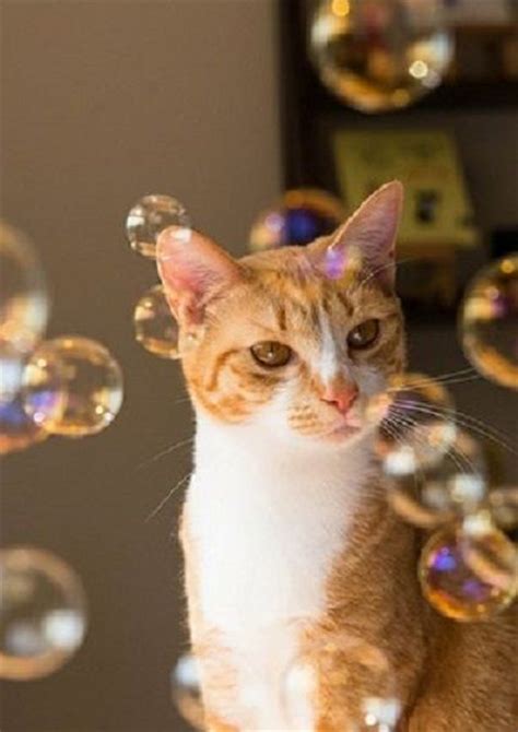 49 best Cats 'n Bubbles... images on Pinterest | Kitty cats, Kawaii cat ...