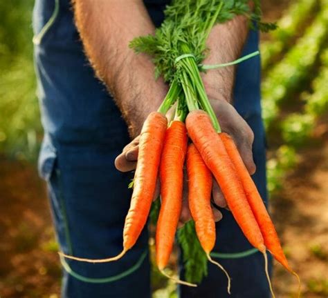 Como Cultivar Zanahorias En Huerto O Maceta