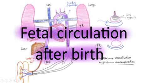 Fetal circulation after birth Pediatrics cardiology In Arabic شرح