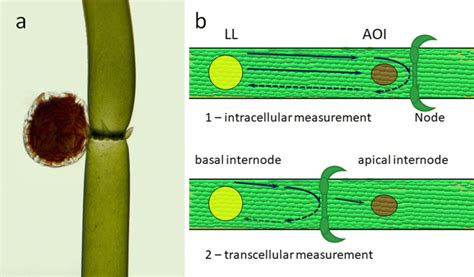 Plant material and the scheme of measuring configurations. a Two... | Download Scientific Diagram