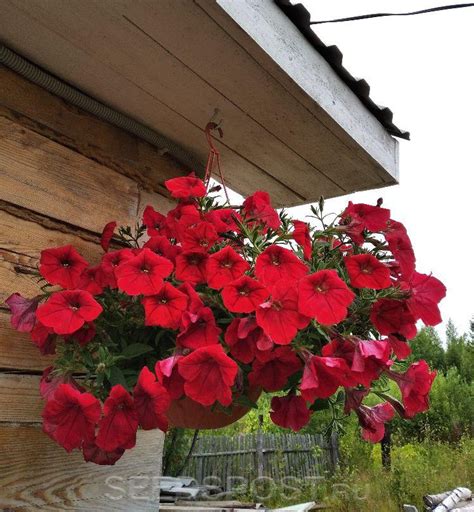 Петуния каскадная Опера Суприм Ред F1, 5 шт., купить в интернет ...