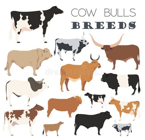 Cattle Chart With Breeds Name Stock Vector Illustration Of Off