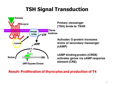 TSH Signal Transduction - Autoantibodies to the Thyroid-Stimulating ...