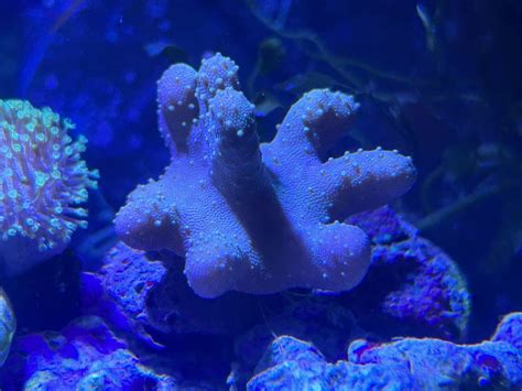 Devils hand coral not opening | Reef2Reef