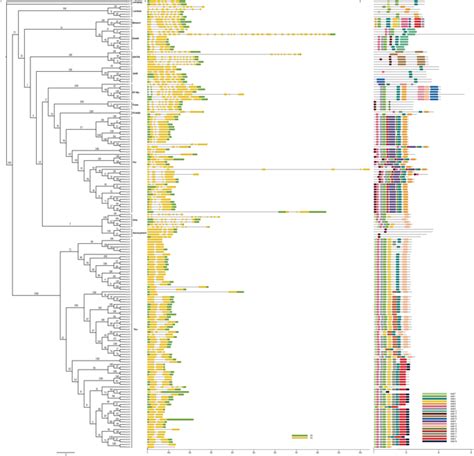 Genome Wide Identification And Comparative Analysis Of Glutathione