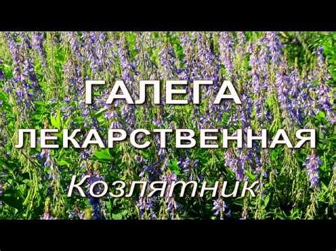 Трава козлятник (галега): описание, где растет, посадка и уход
