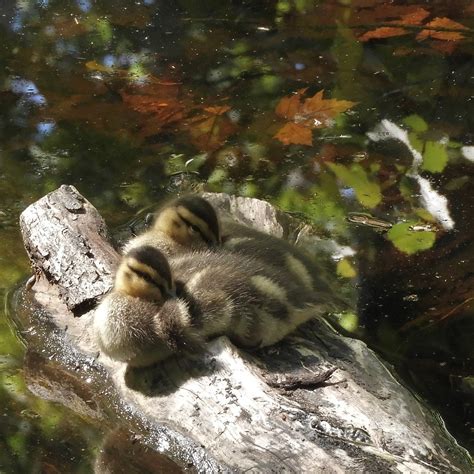 Adorable Ducklings Guelph Ontario Canada Jan Mersey Flickr