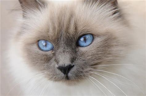 Personality Traits of the Face-Meltingly Awesome Birman Cats - Cat Appy