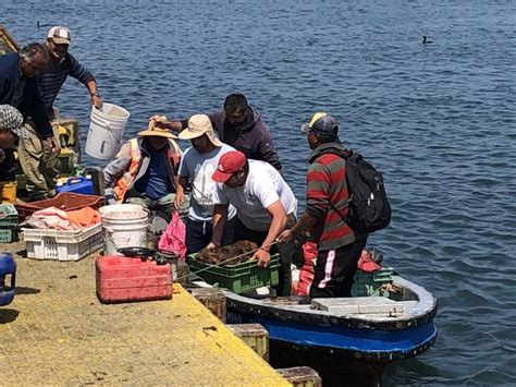 Áreas De Manejo Explotación Racional De Pesca Artesanal En Chile Ips