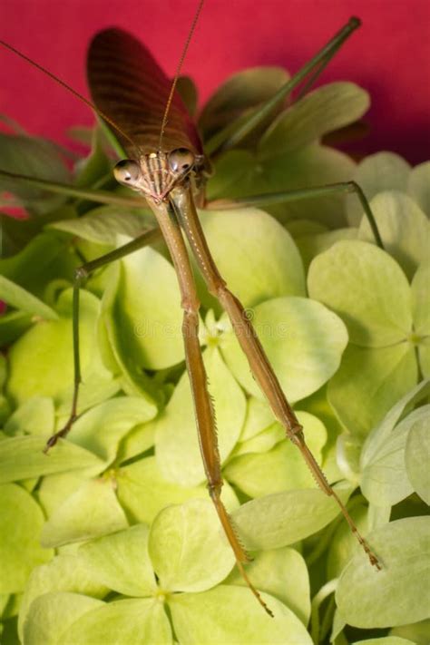 Chinese Praying Mantis stock photo. Image of male, praying - 79392156