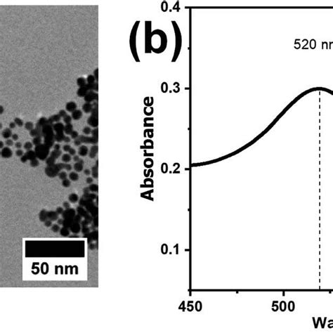 A Tem Image And B Uv Visible Spectrum Of The As Synthesized Aunps