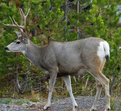 Mule Deer Or Black Tail Deer Kaye M Debona Photography