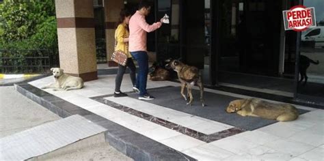 hastanelere işeyen sıçan sokak köpekleri 2259645 uludağ sözlük galeri