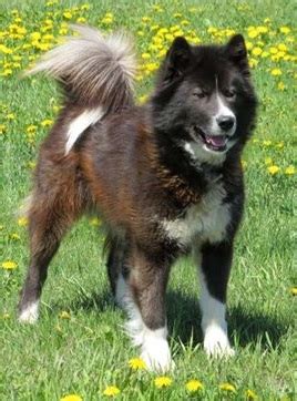 Canadian Eskimo Dog - Dog Breed Information, Photo, Care, History - Fello.pet