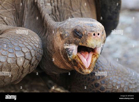 Tortuga Gigante De Las Gal Pagos Geochelone Elephantopus Adulto Las