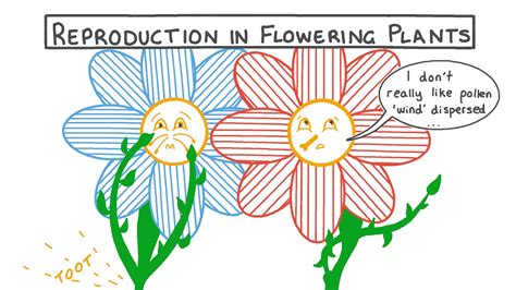 Lesson Video Reproduction In Flowering Plants Nagwa