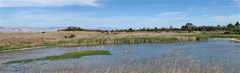 Adobe Creek Trail To Shoreline Lake Park California 1076 Reviews