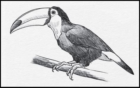 Tucan Dibujo Facil Dibujar Facil