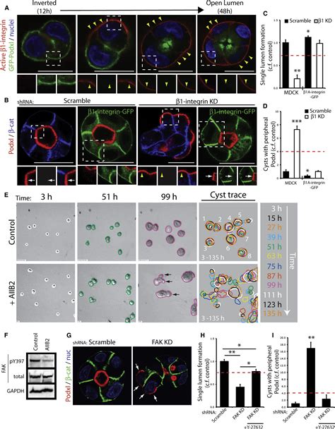 A Molecular Switch For The Orientation Of Epithelial Cell Polarization